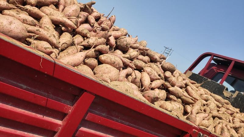 二两以上龙九红薯，河北省邢台市柏乡县，出货快，量大