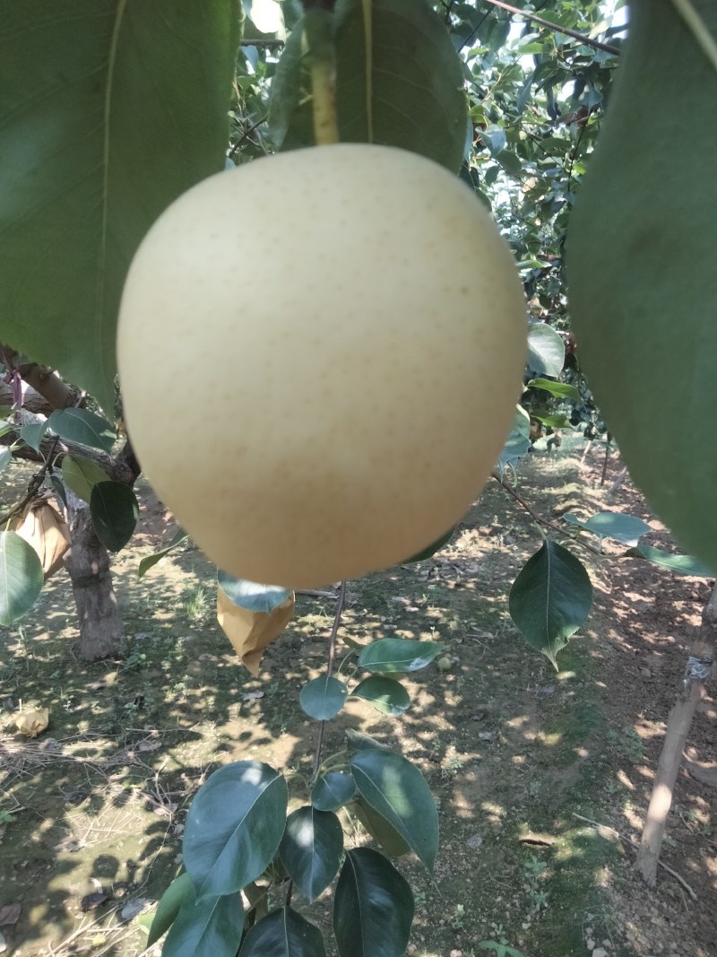 皇冠梨