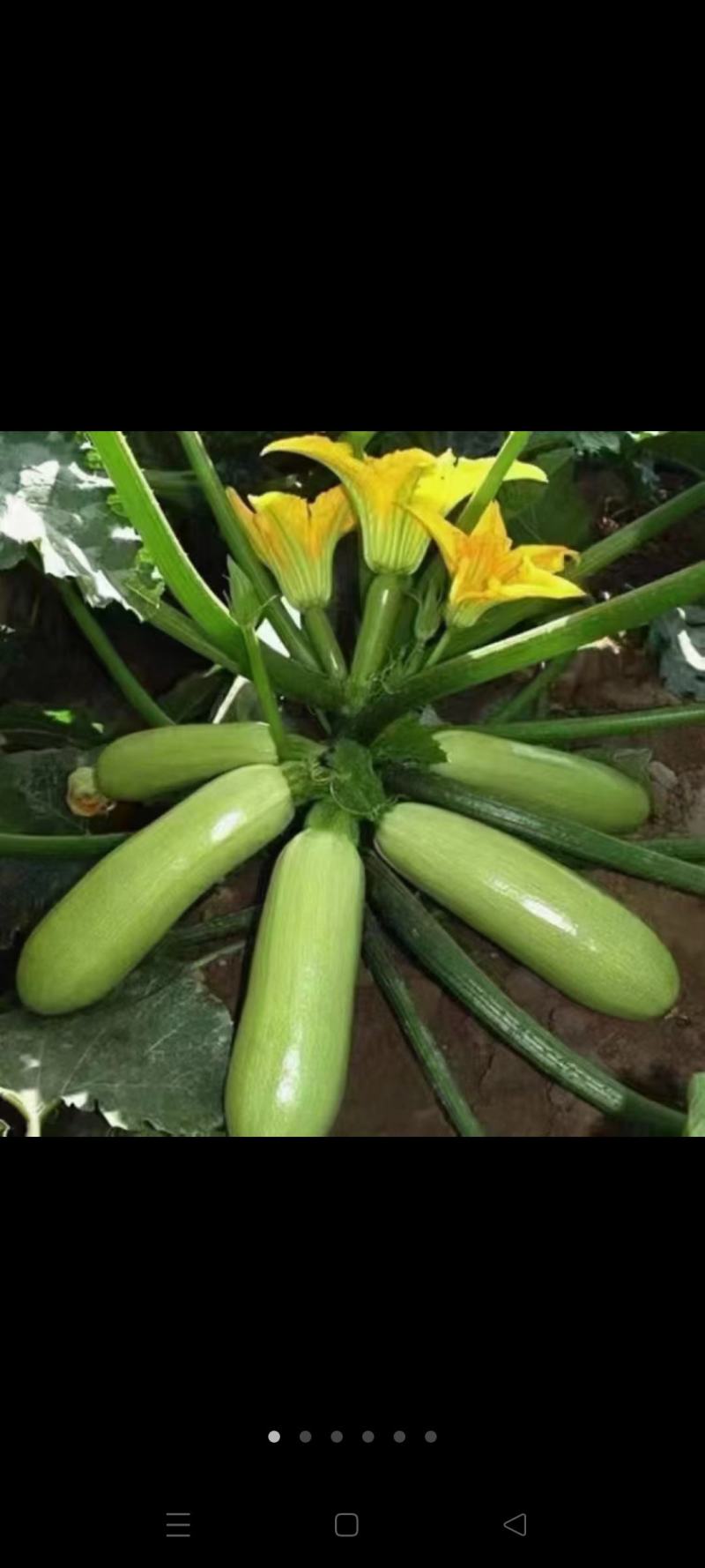 兰州高原夏菜西湖芦大量现货，全国代发