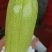 兰州高原夏菜西湖芦大量现货，全国代发