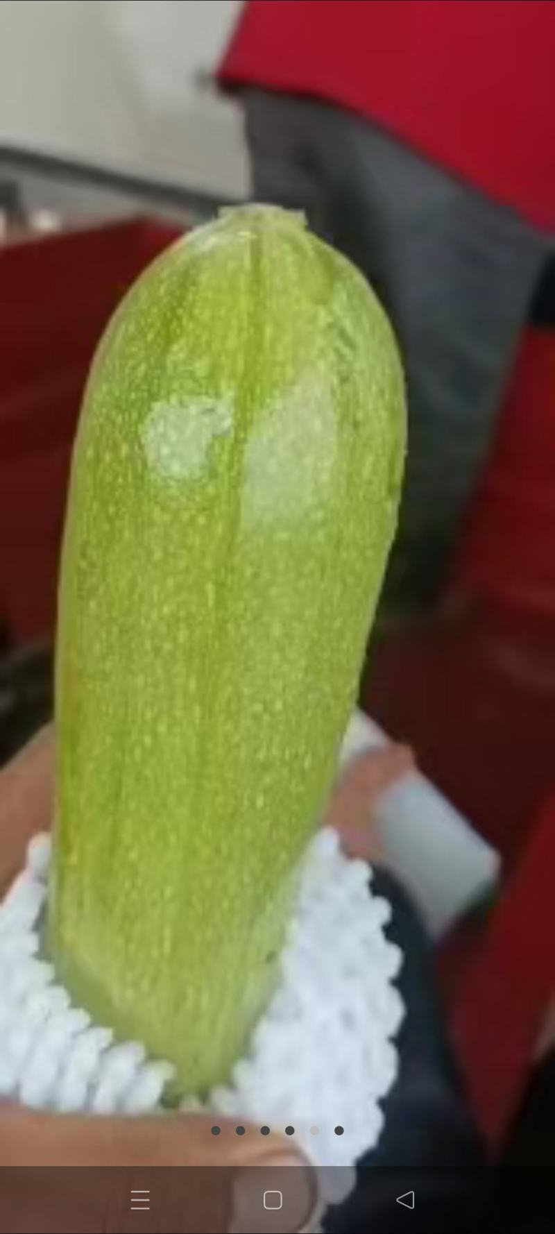 兰州高原夏菜西湖芦大量现货，全国代发