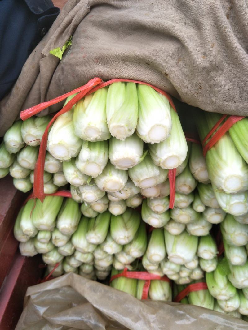 西芹诚信经营，大量现货兰州高原夏菜