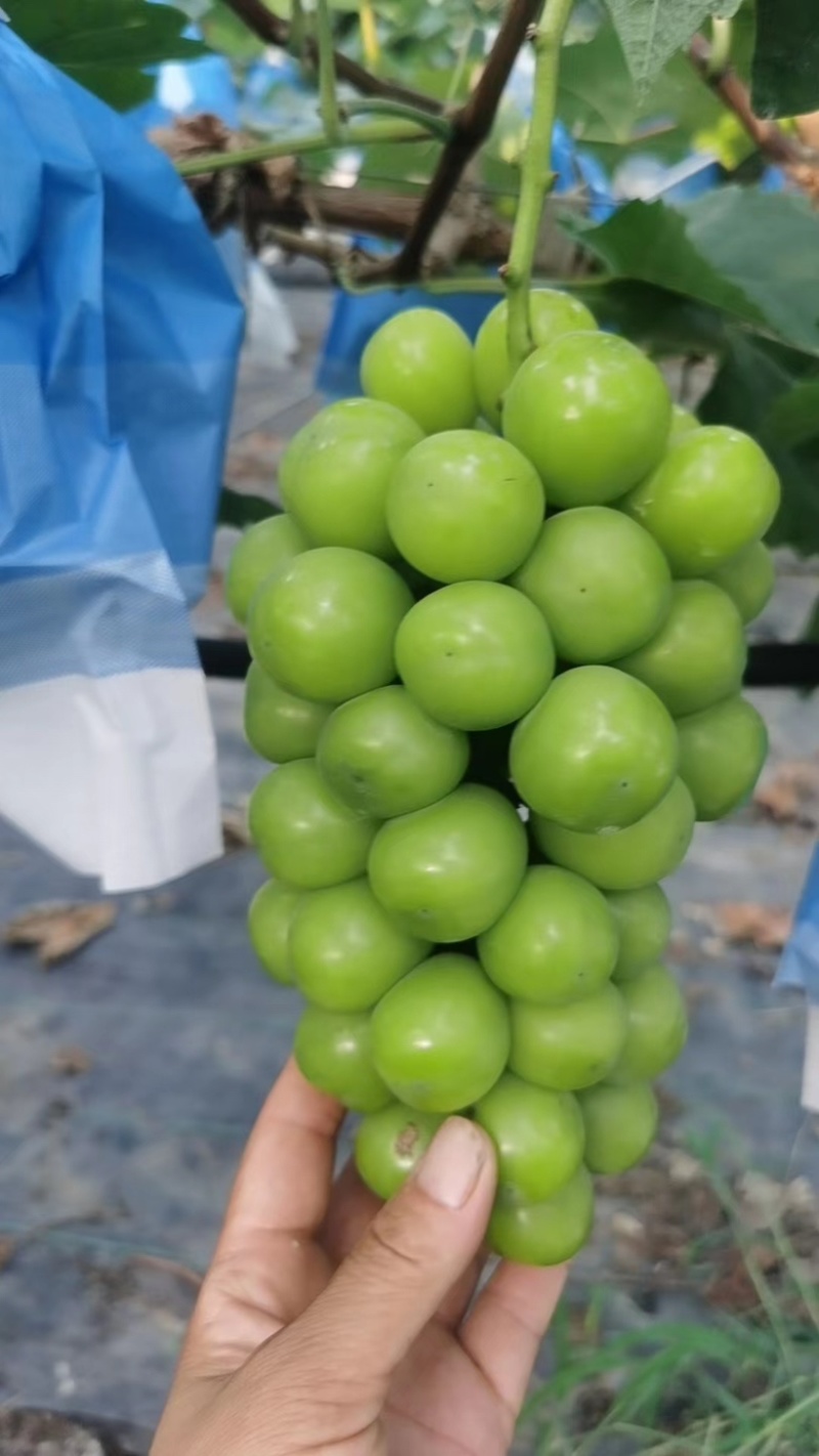 阳光玫瑰