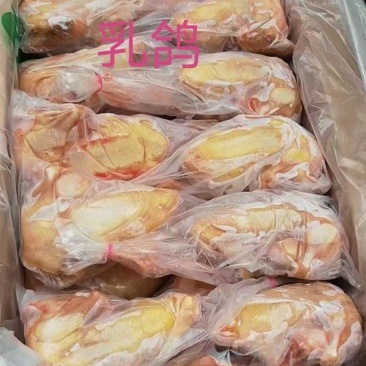 白条鸽