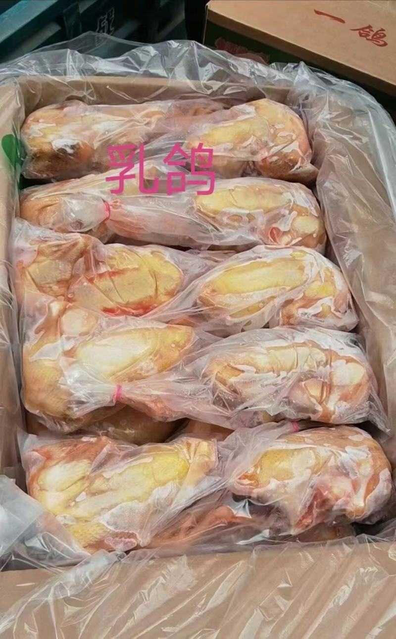 白条鸽