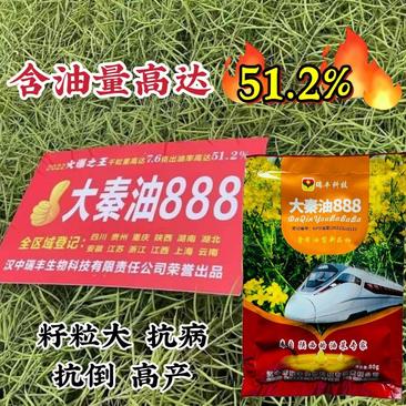 大琴油888油菜种子陕西油菜新品种出油率高抗倒抗病油菜籽
