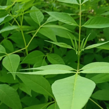 川黄柏树苗