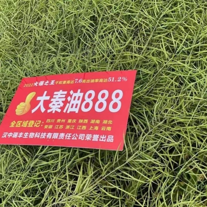 大琴油888油菜种子陕西油菜新品种出油率高抗倒抗病油菜籽