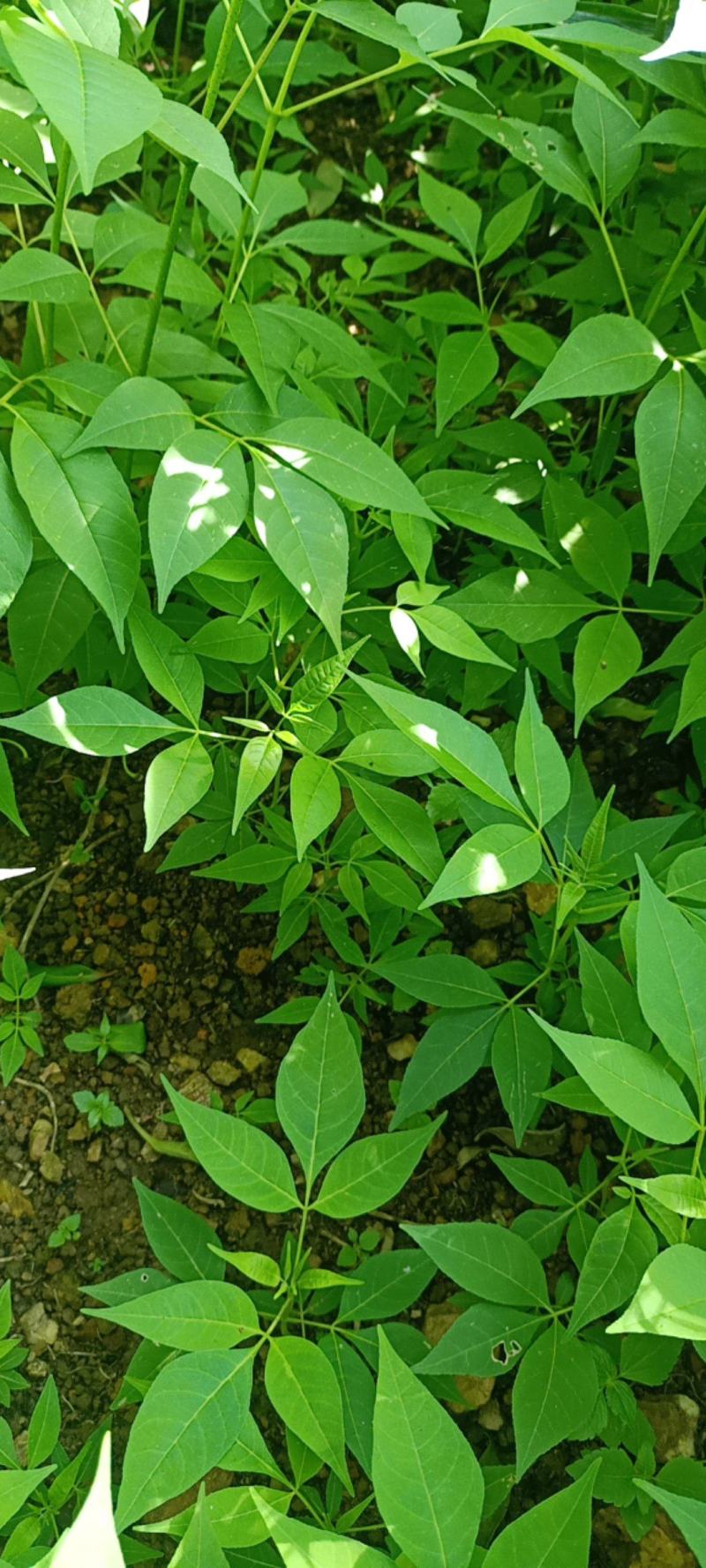 川黄柏树苗
