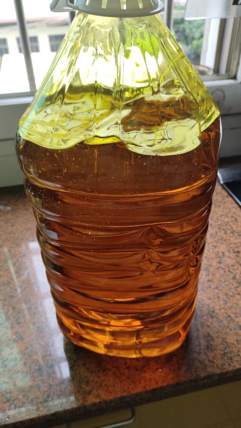 江西农村压榨山茶油食用