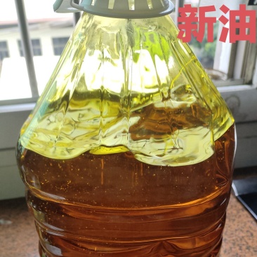 江西农村压榨山茶油食用