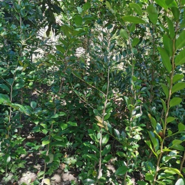 蚊母树