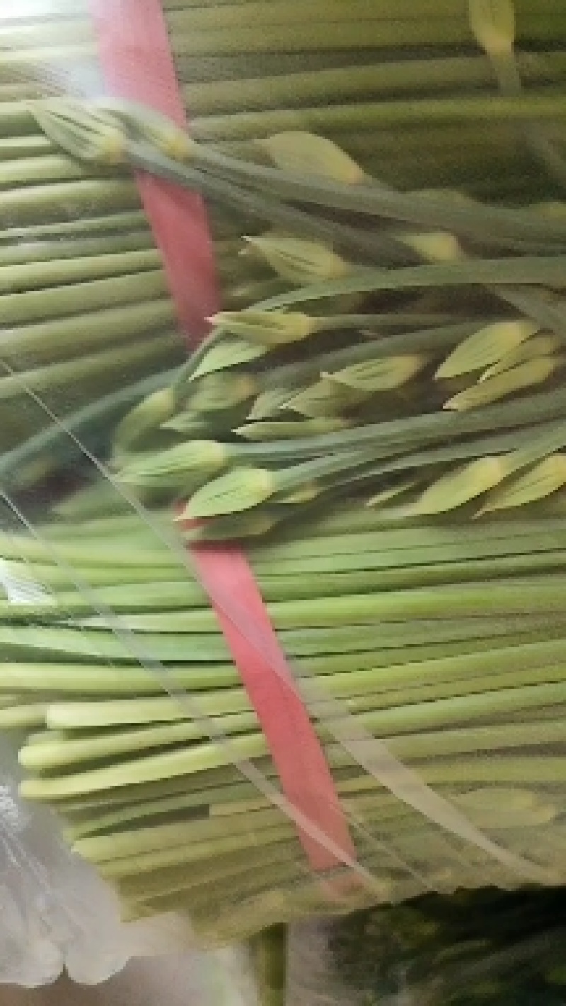 今年韭苔大量上市，有需要的新老朋友请联系，欢迎您来洽谈
