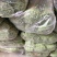 今年韭苔大量上市，有需要的新老朋友请联系，欢迎您来洽谈