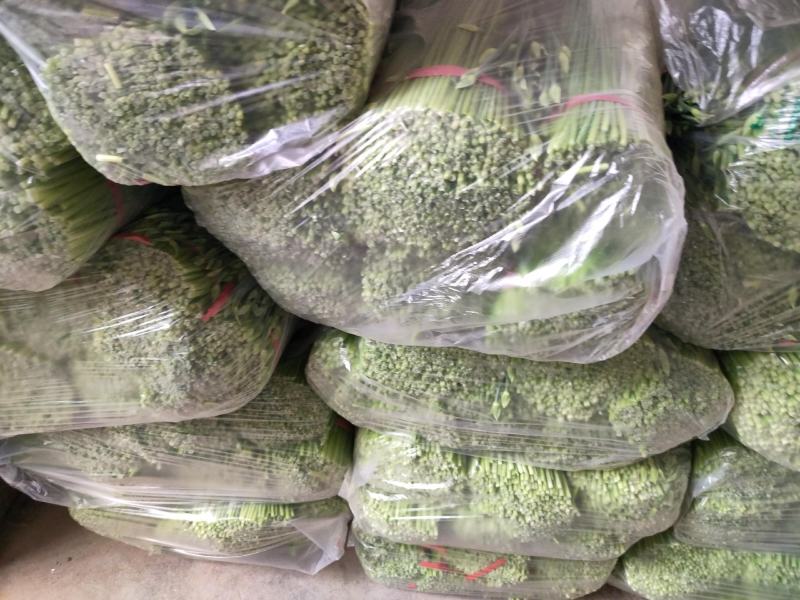 今年韭苔大量上市，有需要的新老朋友请联系，欢迎您来洽谈