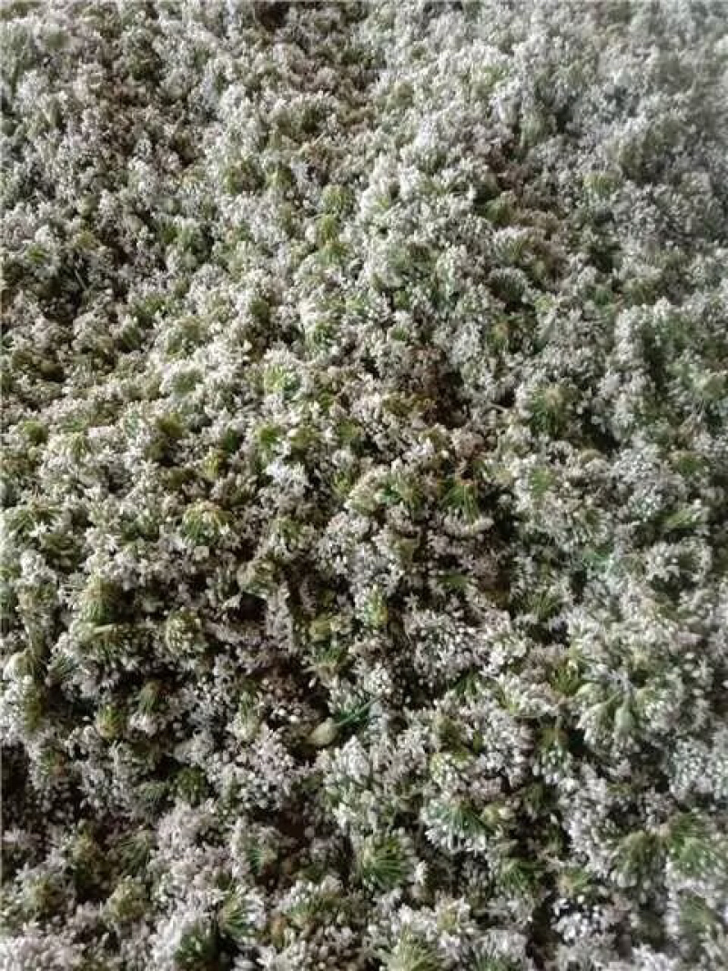 【韭花】大量供应对接全国市场电商商超可视频看货