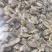 无沙沙甲，无沙花甲，无沙蛤蜊，花螺，花蛤，花边螺，花蚬