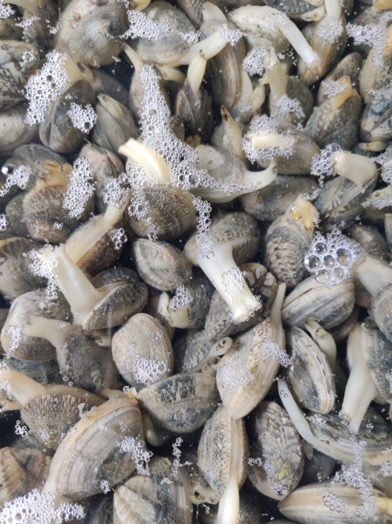 无沙沙甲，无沙花甲，无沙蛤蜊，花螺，花蛤，花边螺，花蚬