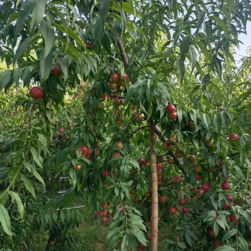 珍珠枣油桃，山西运城临猗县