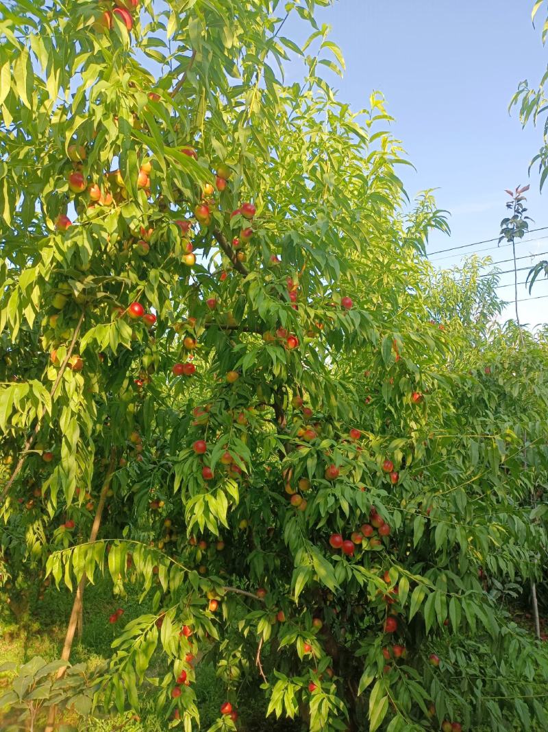 珍珠枣油桃，山西运城临猗县