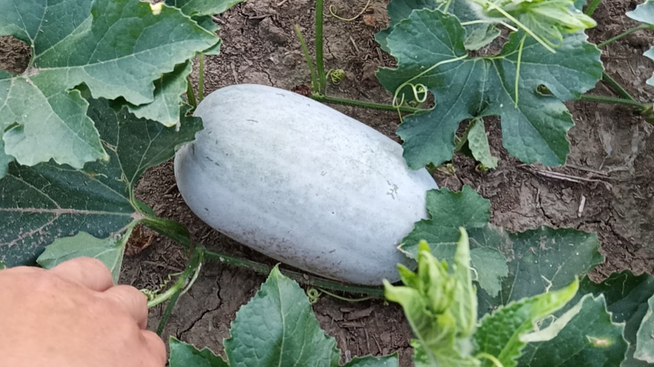 虫草冬瓜炖汤成品图