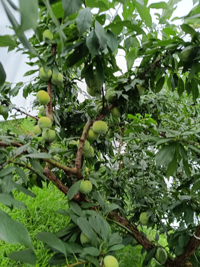 重庆黄心青皮脆李，个头大，品质好，糖度高一手货源