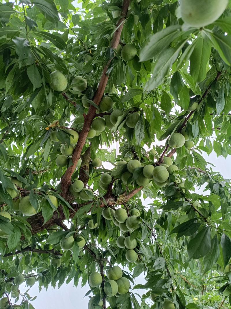 重庆黄心青皮脆李，个头大，品质好，糖度高一手货源