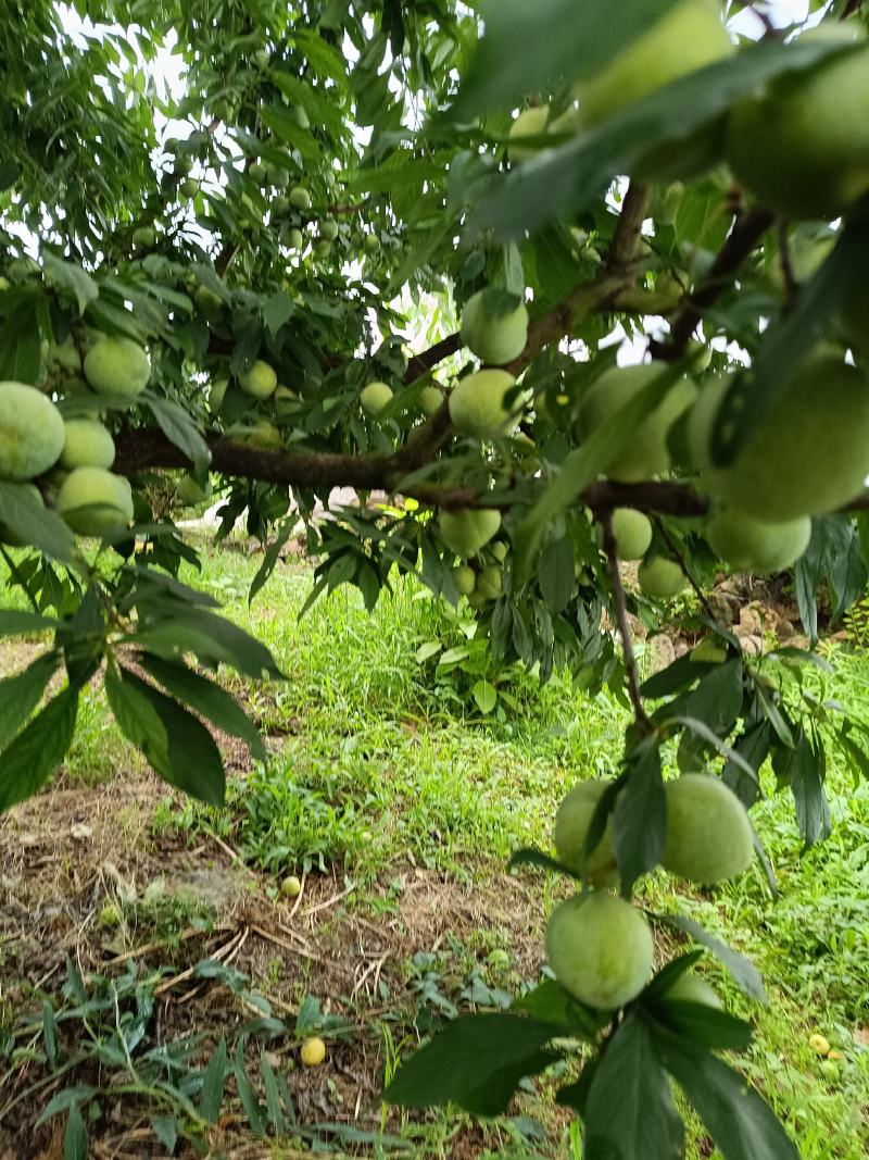 重庆黄心青皮脆李，个头大，品质好，糖度高一手货源