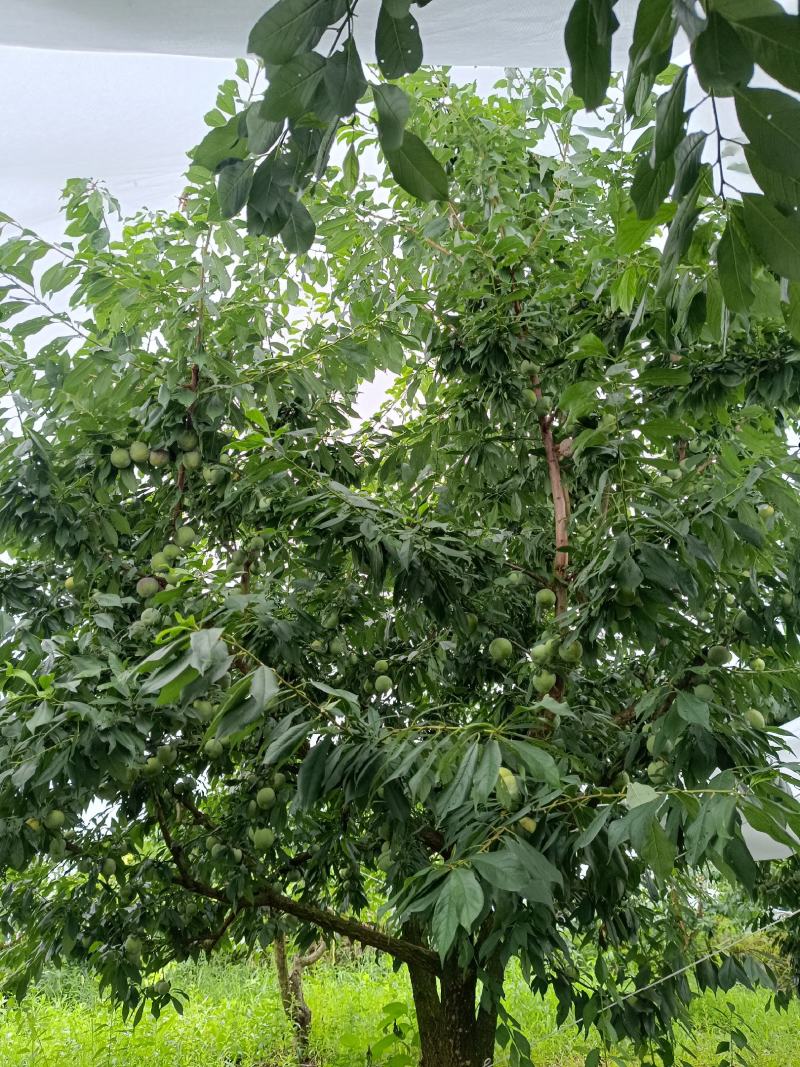 重庆黄心青皮脆李，个头大，品质好，糖度高一手货源