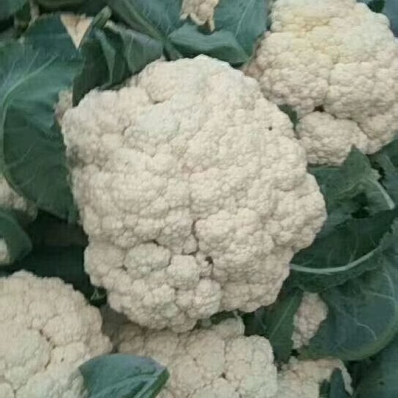 有机花菜松花菜量大价优品相好运输便利欢迎选购