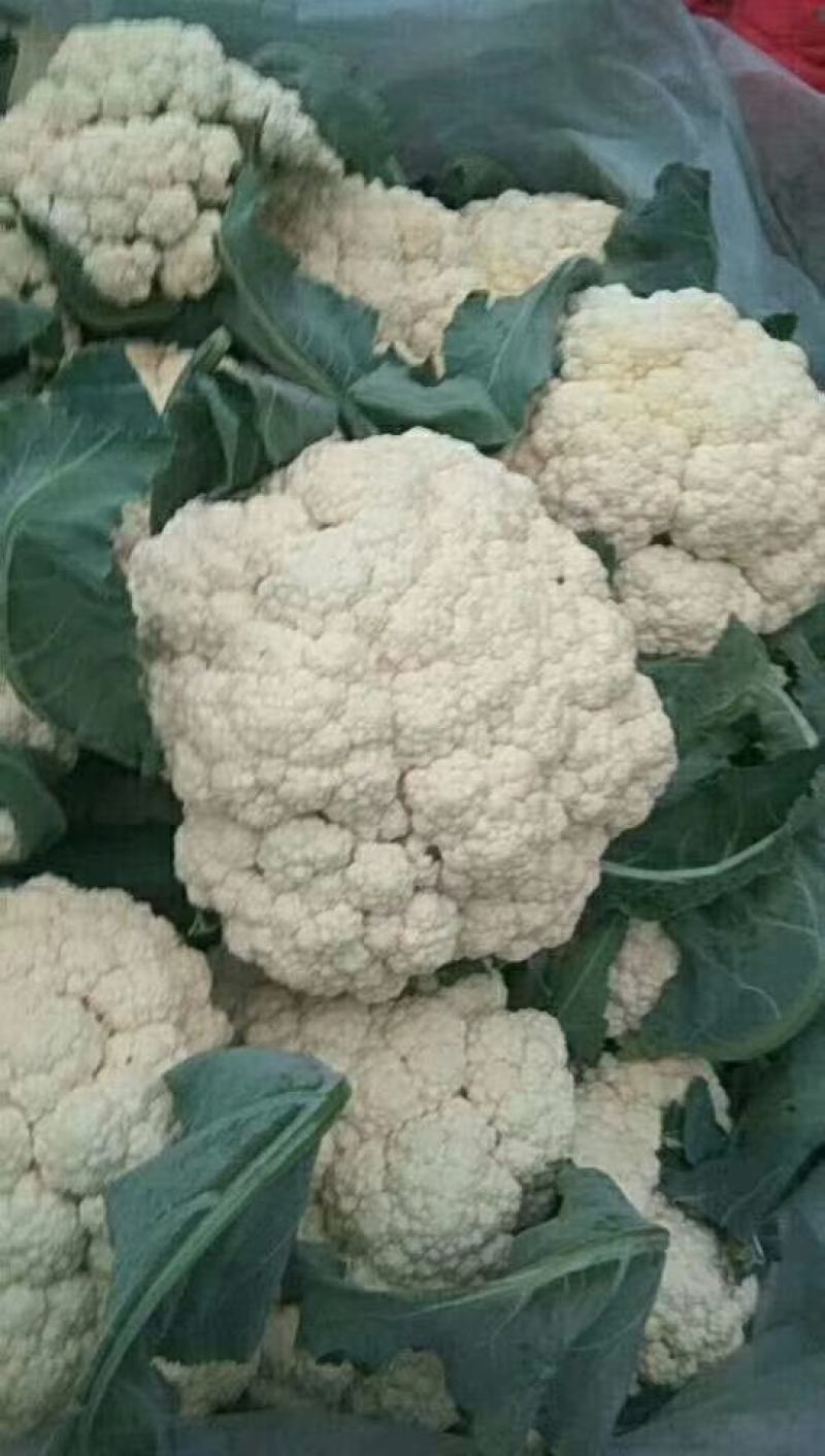 有机花菜松花菜量大价优品相好运输便利欢迎选购