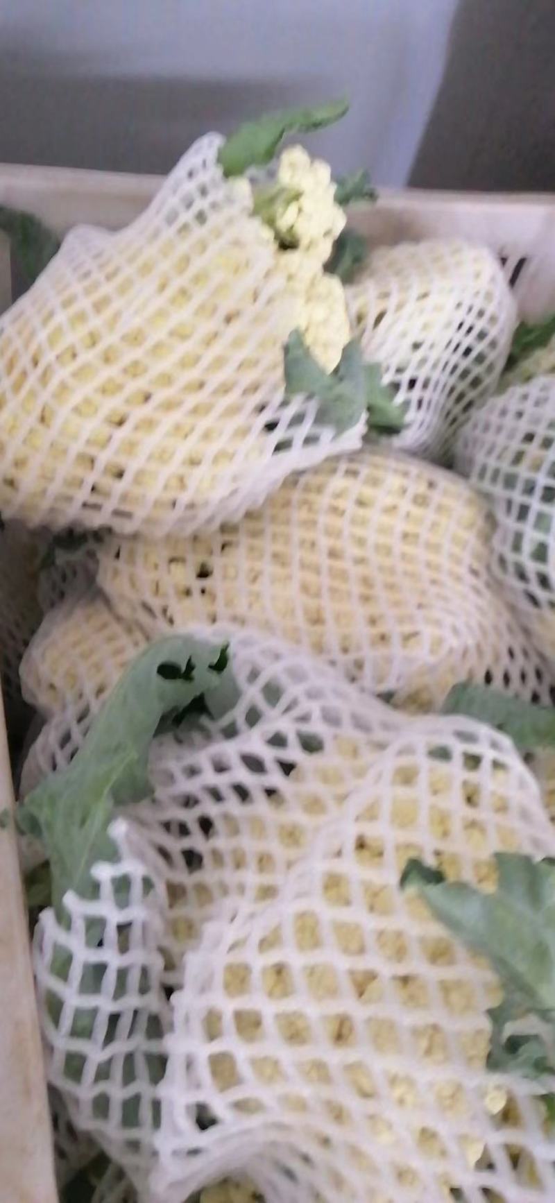 有机花菜松花菜量大价优品相好运输便利欢迎选购