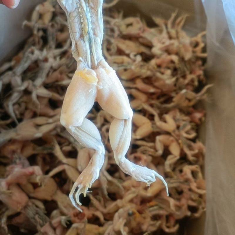 养殖黑斑蛙肉