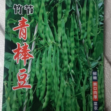 绿色四季豆青棒豆鲜嫩翠绿色肉厚早熟结荚密产量很高