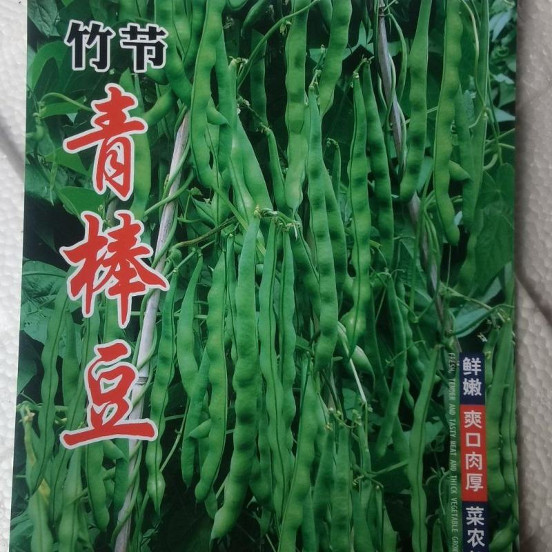 绿色四季豆青棒豆鲜嫩翠绿色肉厚早熟结荚密产量很高