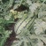 本人有50亩的西瓜现在开园了