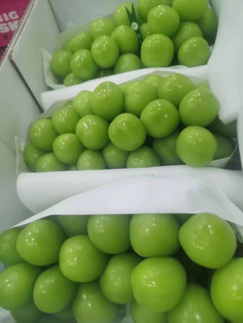 江苏新沂精品阳光玫瑰产地直发欢迎各位老板