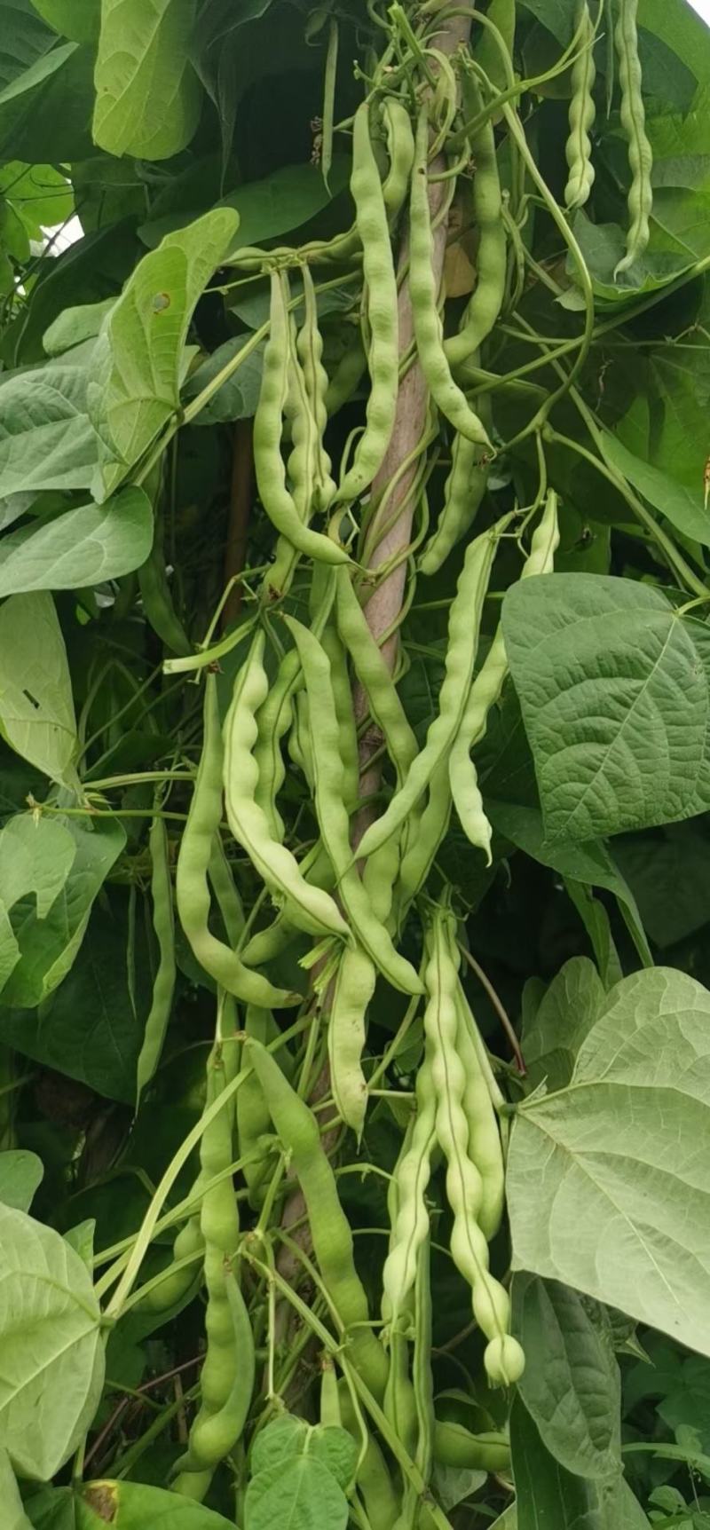 绿色四季豆青棒豆鲜嫩翠绿色肉厚早熟结荚密产量很高