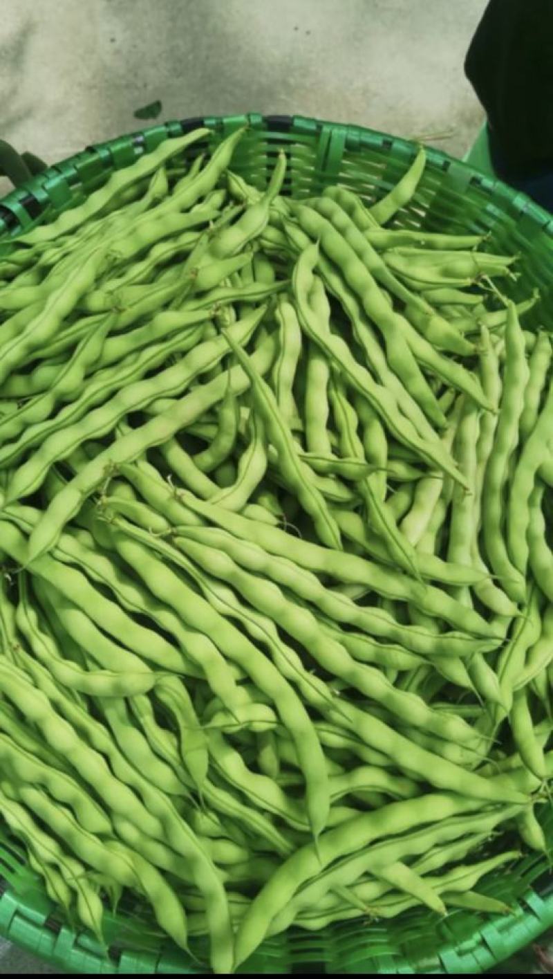 绿色四季豆青棒豆鲜嫩翠绿色肉厚早熟结荚密产量很高