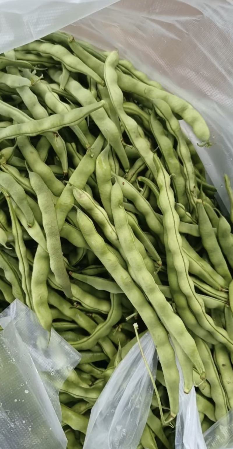 绿色四季豆青棒豆鲜嫩翠绿色肉厚早熟结荚密产量很高