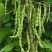 绿色四季豆青棒豆鲜嫩翠绿色肉厚早熟结荚密产量很高