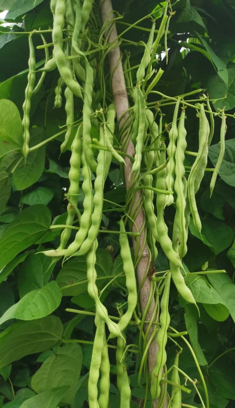 绿色四季豆青棒豆鲜嫩翠绿色肉厚早熟结荚密产量很高