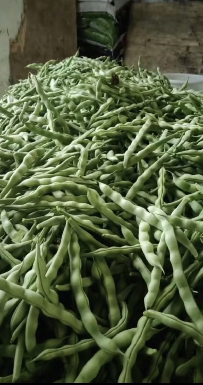绿色四季豆青棒豆鲜嫩翠绿色肉厚早熟结荚密产量很高