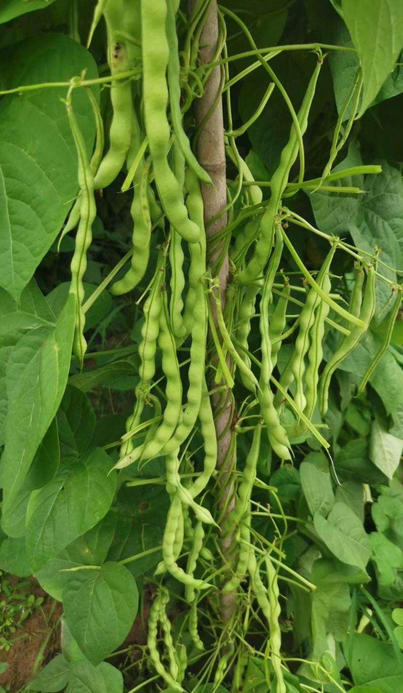 绿色四季豆青棒豆鲜嫩翠绿色肉厚早熟结荚密产量很高