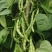 绿色四季豆青棒豆鲜嫩翠绿色肉厚早熟结荚密产量很高