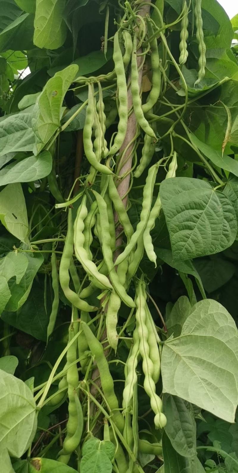 绿色四季豆青棒豆鲜嫩翠绿色肉厚早熟结荚密产量很高