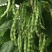 绿色四季豆青棒豆鲜嫩翠绿色肉厚早熟结荚密产量很高