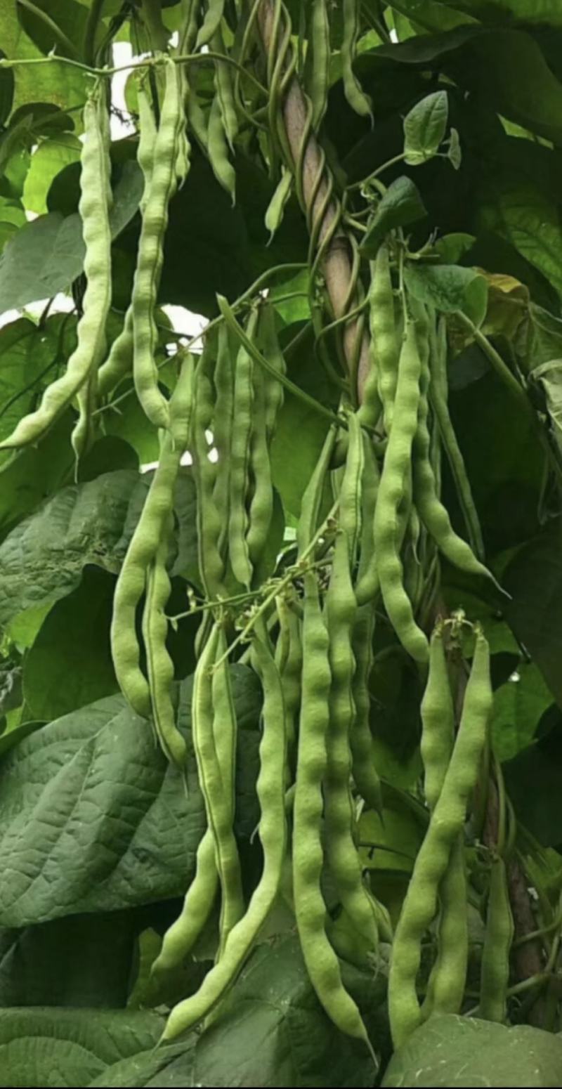 绿色四季豆青棒豆鲜嫩翠绿色肉厚早熟结荚密产量很高