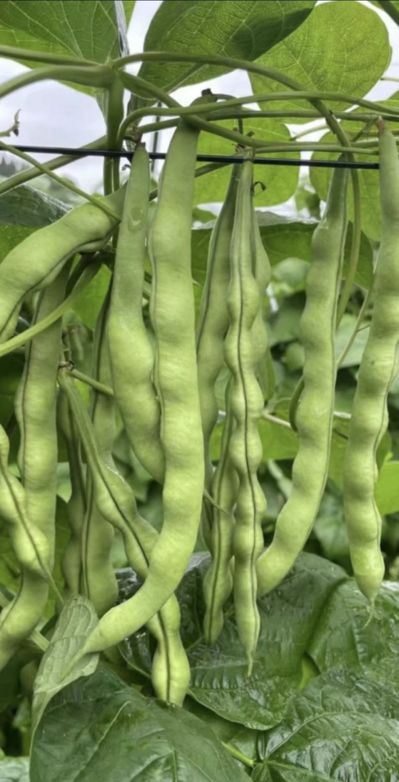 绿色四季豆青棒豆鲜嫩翠绿色肉厚早熟结荚密产量很高