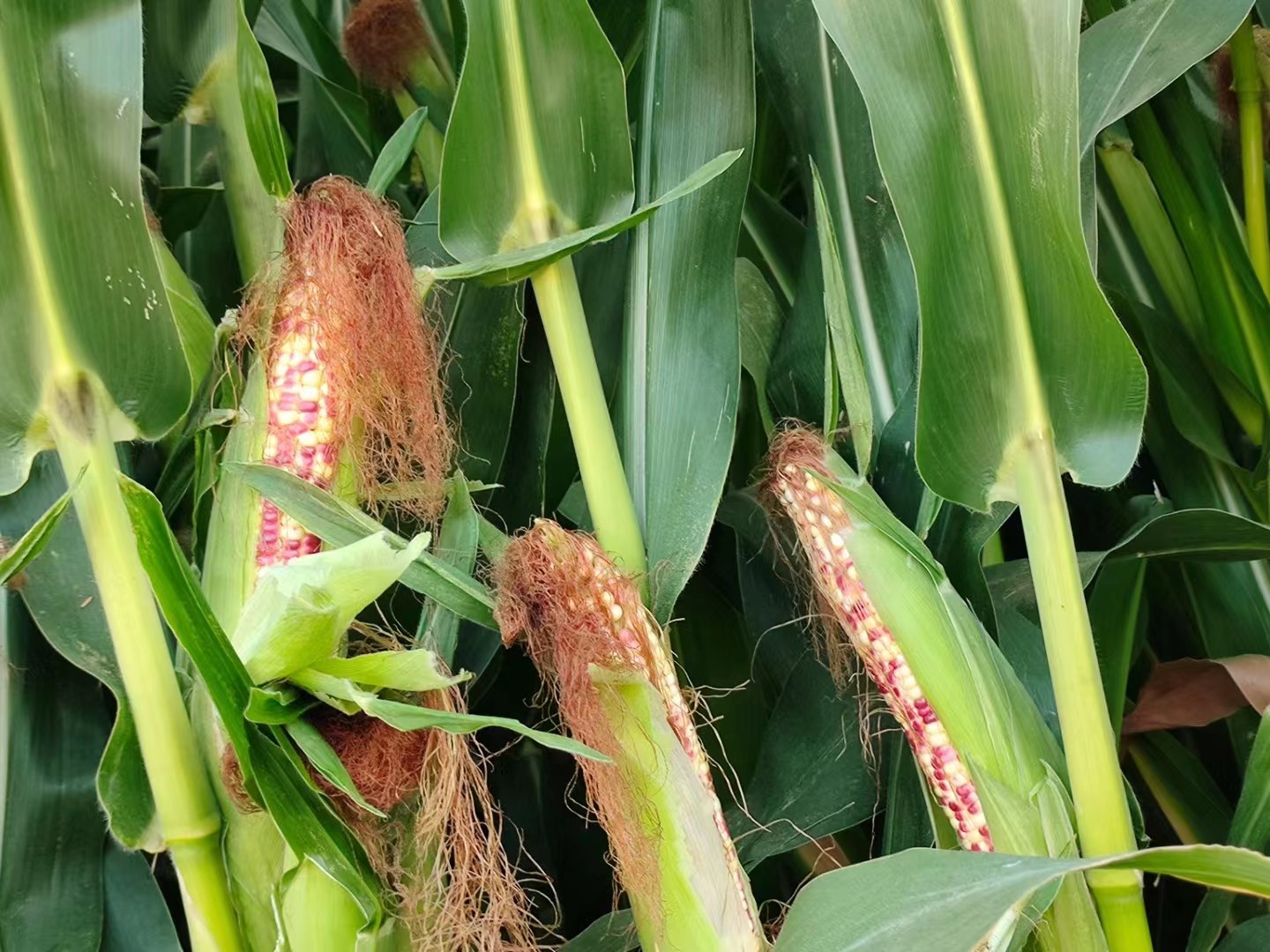 糯玉米的田间生长实景